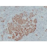 Immunohistochemistry - Anti-Thyroid Stimulating Hormone Antibody (V0135) - Antibodies.com