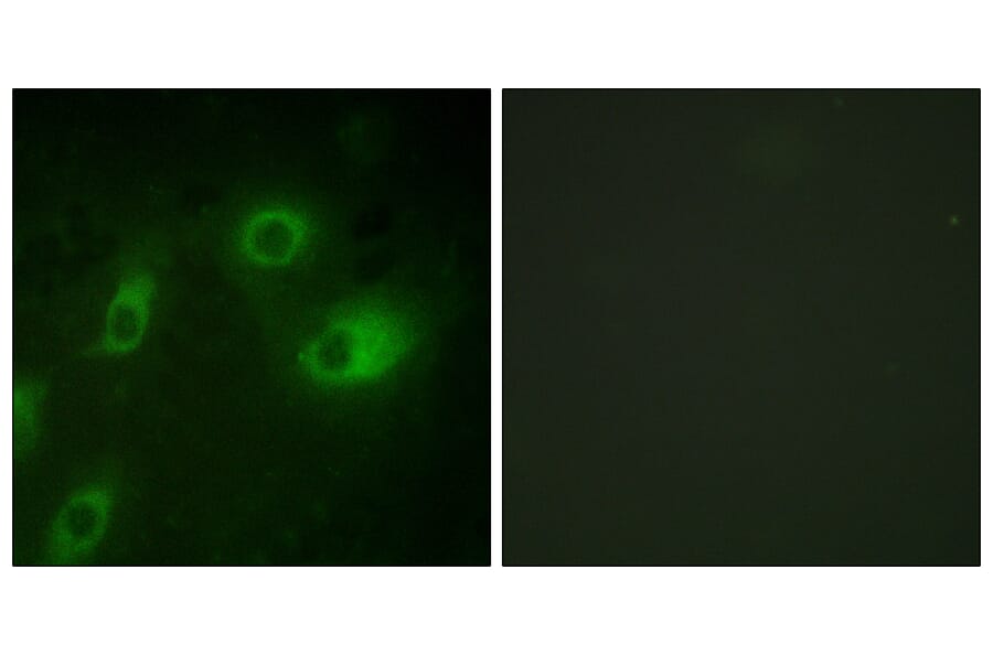 Immunofluorescence - Anti-Keratin 18 (phospho Ser52) Antibody (A0882) - Antibodies.com