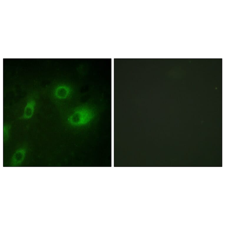 Immunofluorescence - Anti-Keratin 18 (phospho Ser52) Antibody (A0882) - Antibodies.com