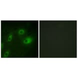 Immunofluorescence - Anti-Keratin 18 (phospho Ser52) Antibody (A0882) - Antibodies.com