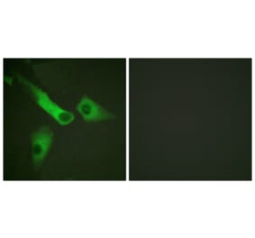 Immunofluorescence - Anti-Caspase 9 (phospho Tyr153) Antibody (A0832) - Antibodies.com