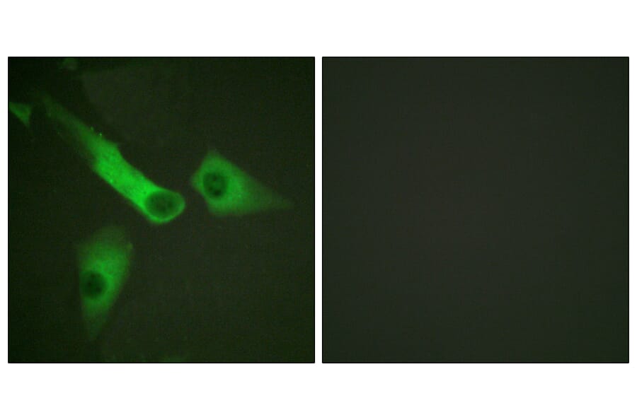 Immunofluorescence - Anti-Caspase 9 (phospho Tyr153) Antibody (A0832) - Antibodies.com