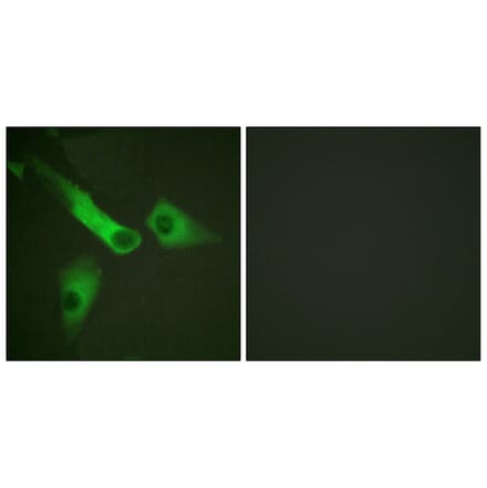 Immunofluorescence - Anti-Caspase 9 (phospho Tyr153) Antibody (A0832) - Antibodies.com