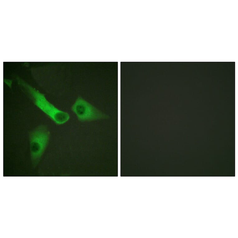 Immunofluorescence - Anti-Caspase 9 (phospho Tyr153) Antibody (A0832) - Antibodies.com