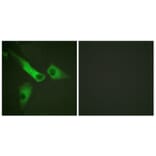 Immunofluorescence - Anti-Caspase 9 (phospho Tyr153) Antibody (A0832) - Antibodies.com