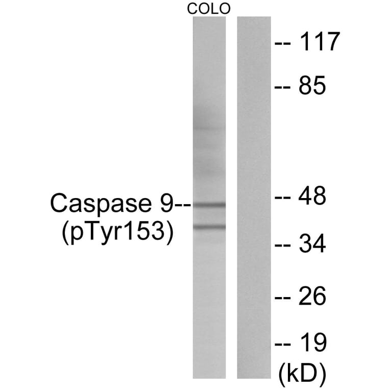 Western Blot - Anti-Caspase 9 (phospho Tyr153) Antibody (A0832) - Antibodies.com