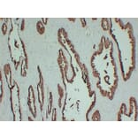 Immunohistochemistry - Anti-Prostatic Acid Phosphatase Antibody (V0118) - Antibodies.com