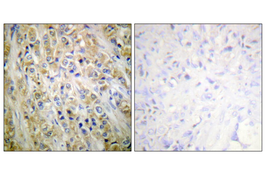 Immunohistochemistry - Anti-Prostate-specific Antigen Antibody (C0311) - Antibodies.com