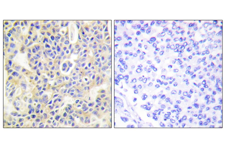 Immunohistochemistry - Anti-PKC thet (phospho Ser695) Antibody (A0804) - Antibodies.com