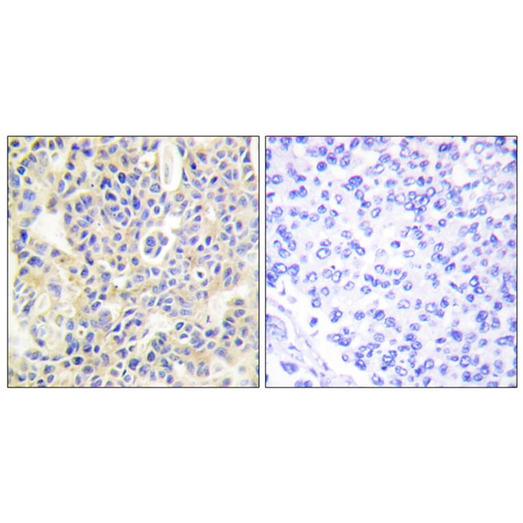 Immunohistochemistry - Anti-PKC thet (phospho Ser695) Antibody (A0804) - Antibodies.com