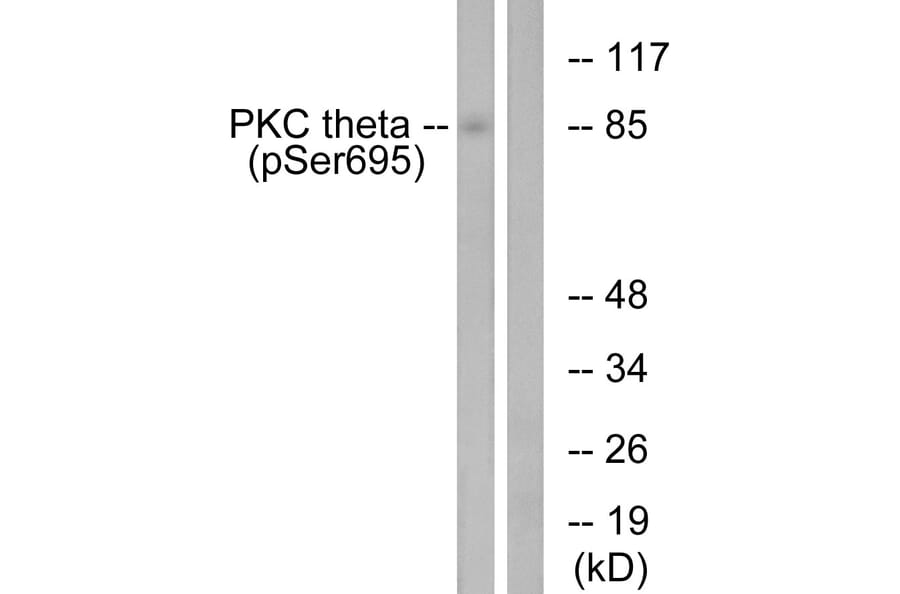 Western Blot - Anti-PKC thet (phospho Ser695) Antibody (A0804) - Antibodies.com