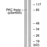 Western Blot - Anti-PKC thet (phospho Ser695) Antibody (A0804) - Antibodies.com