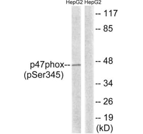 Western Blot - Anti-p47 phox (phospho Ser345) Antibody (A8391) - Antibodies.com