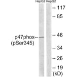 Western Blot - Anti-p47 phox (phospho Ser345) Antibody (A8391) - Antibodies.com