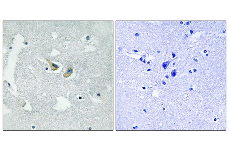 Immunohistochemistry - Anti-p47 phox (phospho Ser345) Antibody (A8391) - Antibodies.com