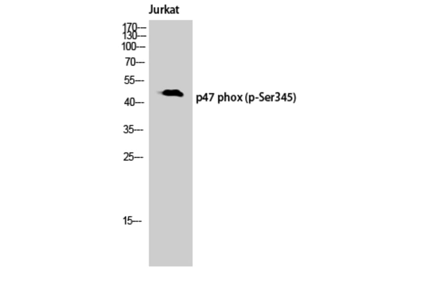 Western Blot - Anti-p47 phox (phospho Ser345) Antibody (A8391) - Antibodies.com