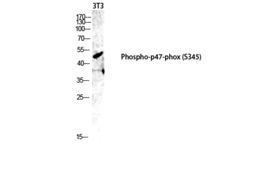 Western Blot - Anti-p47 phox (phospho Ser345) Antibody (A8391) - Antibodies.com