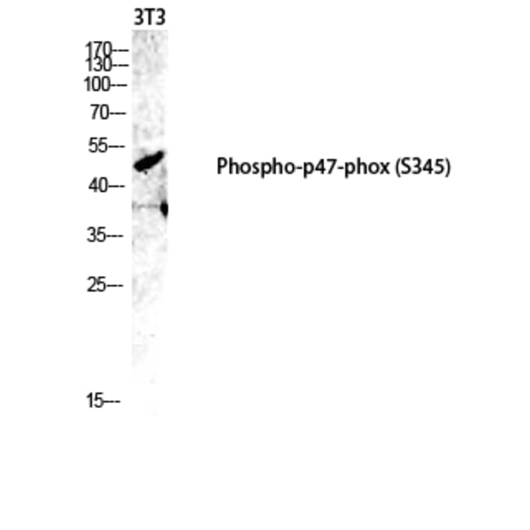 Western Blot - Anti-p47 phox (phospho Ser345) Antibody (A8391) - Antibodies.com