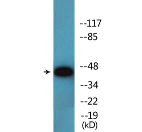 Western Blot - Anti-p47 phox (phospho Ser345) Antibody (P12-1159) - Antibodies.com