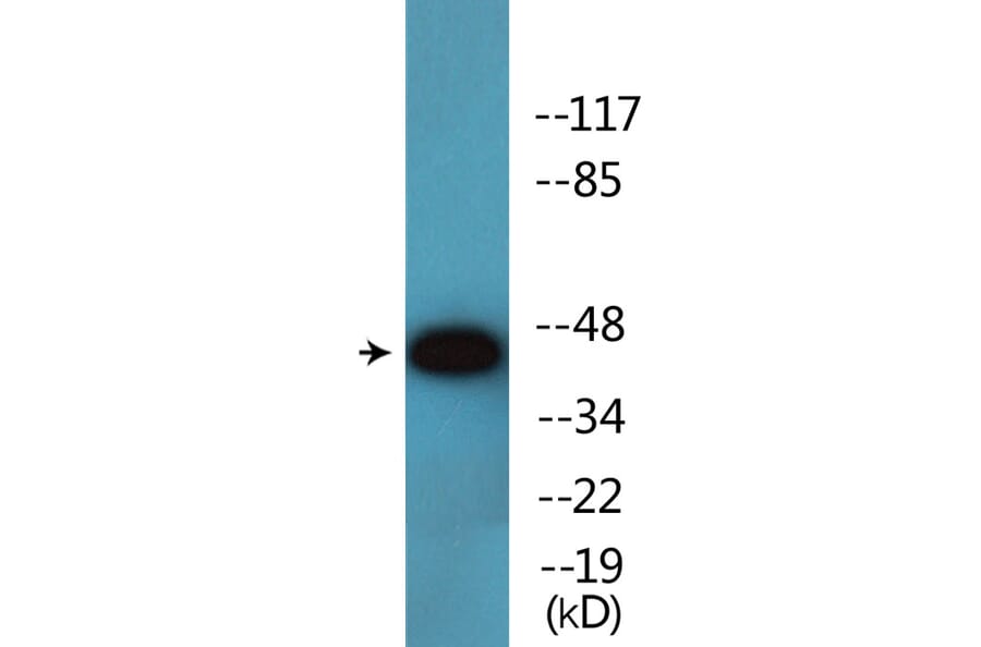 Western Blot - Anti-p47 phox (phospho Ser345) Antibody (P12-1159) - Antibodies.com