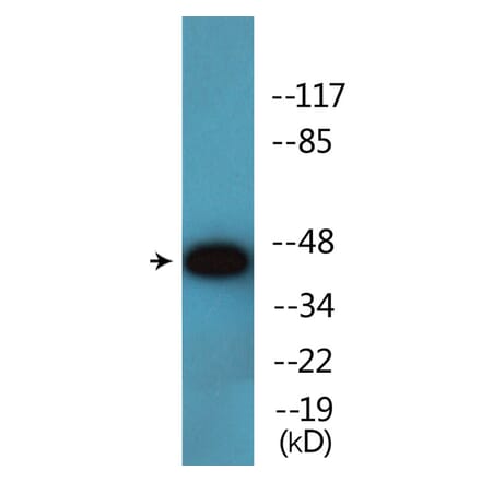Western Blot - Anti-p47 phox (phospho Ser345) Antibody (P12-1159) - Antibodies.com