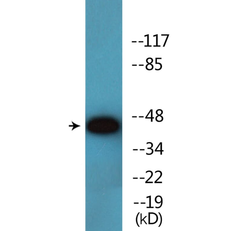 Western Blot - Anti-p47 phox (phospho Ser345) Antibody (P12-1159) - Antibodies.com