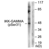 Western Blot - Anti-IKK-gamma (phospho Ser31) Antibody (A0443) - Antibodies.com