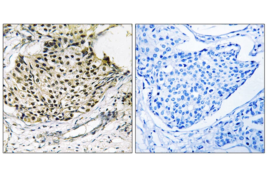 Immunohistochemistry - Anti-IKK-gamma (phospho Ser31) Antibody (A0443) - Antibodies.com