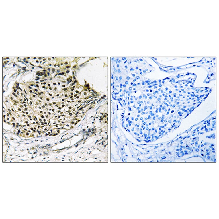 Immunohistochemistry - Anti-IKK-gamma (phospho Ser31) Antibody (A0443) - Antibodies.com