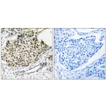 Immunohistochemistry - Anti-IKK-gamma (phospho Ser31) Antibody (A0443) - Antibodies.com
