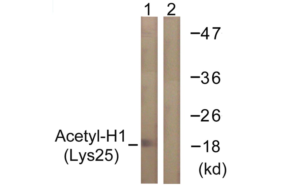 Western Blot - Anti-Histone H1 (acetyl Lys25) Antibody (D0001) - Antibodies.com