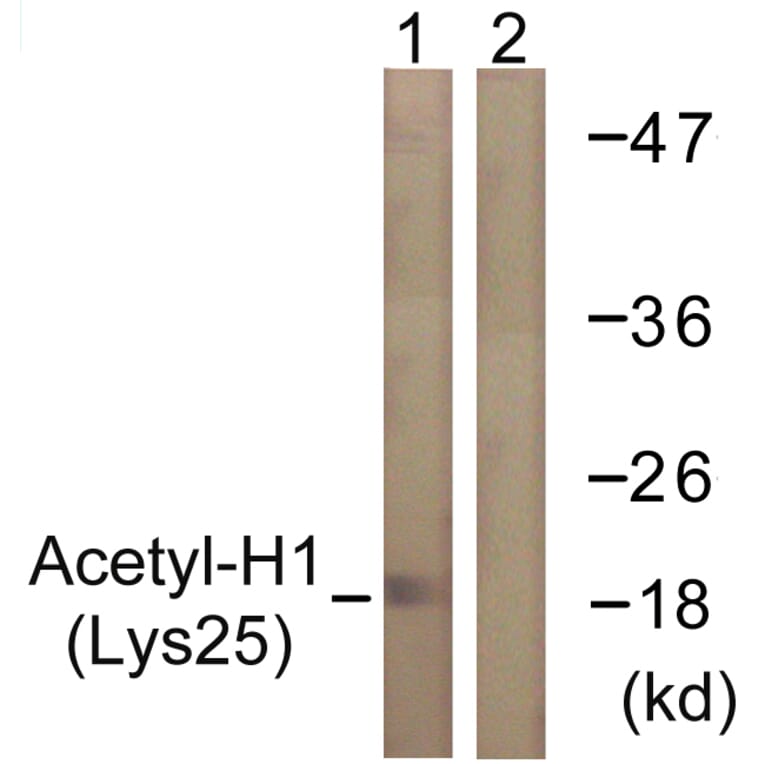 Western Blot - Anti-Histone H1 (acetyl Lys25) Antibody (D0001) - Antibodies.com