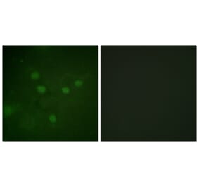 Immunofluorescence - Anti-NFAT5 (phospho Ser1197) Antibody (A1220) - Antibodies.com