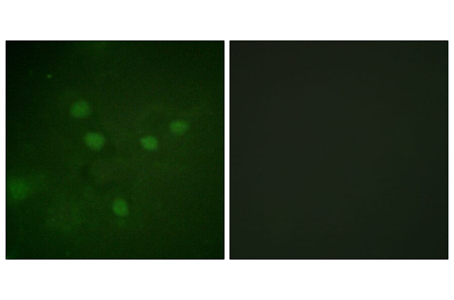 Immunofluorescence - Anti-NFAT5 (phospho Ser1197) Antibody (A1220) - Antibodies.com