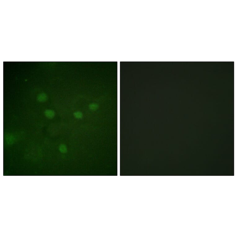 Immunofluorescence - Anti-NFAT5 (phospho Ser1197) Antibody (A1220) - Antibodies.com