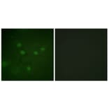 Immunofluorescence - Anti-NFAT5 (phospho Ser1197) Antibody (A1220) - Antibodies.com