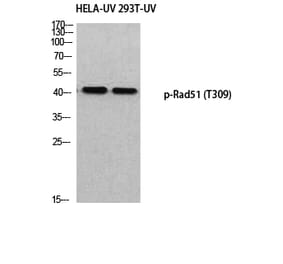 Western Blot - Anti-RAD51 (phospho Thr309) Antibody (A8410) - Antibodies.com