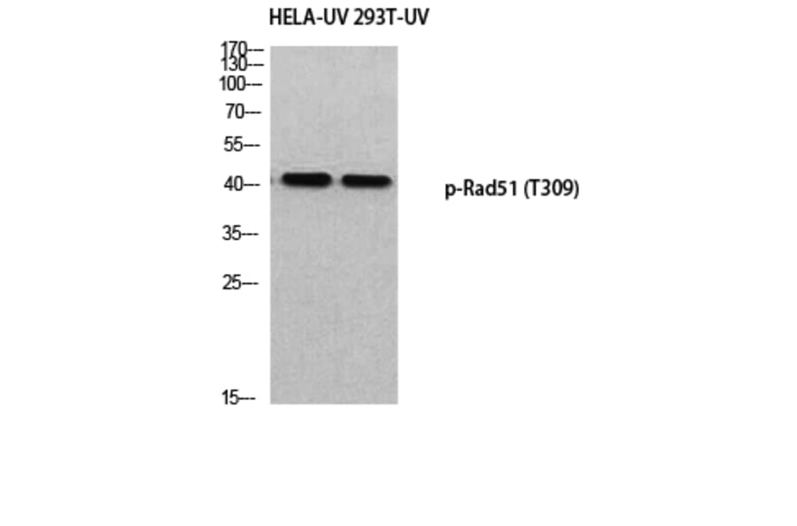 Western Blot - Anti-RAD51 (phospho Thr309) Antibody (A8410) - Antibodies.com