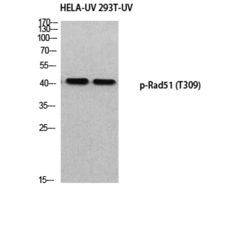 Western Blot - Anti-RAD51 (phospho Thr309) Antibody (A8410) - Antibodies.com