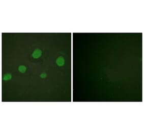 Immunofluorescence - Anti-GATA3 (phospho Ser308) Antibody (A0933) - Antibodies.com