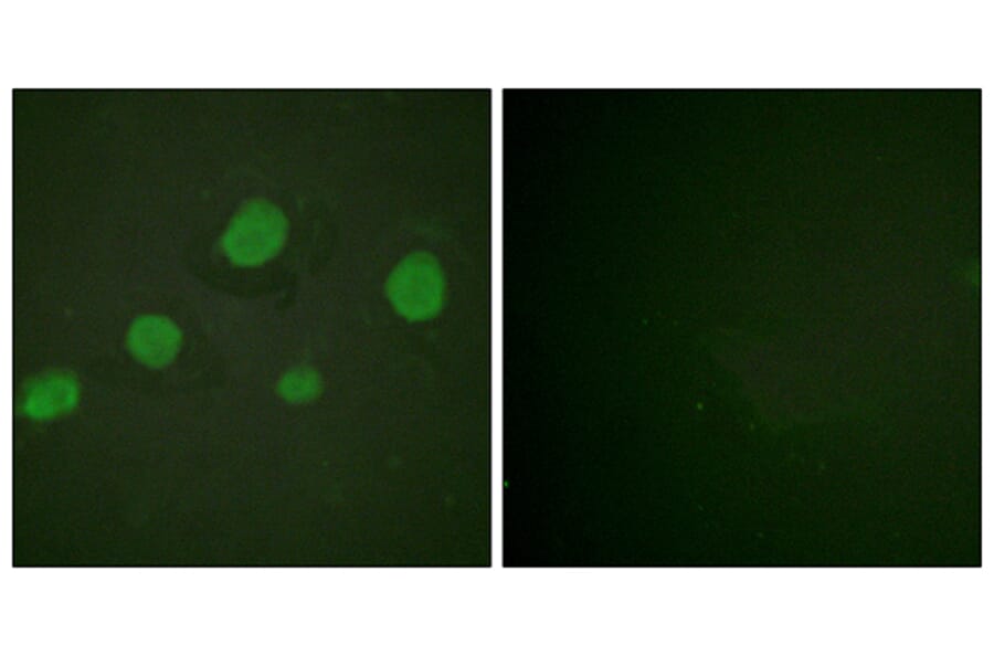 Immunofluorescence - Anti-GATA3 (phospho Ser308) Antibody (A0933) - Antibodies.com