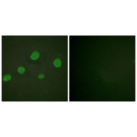 Immunofluorescence - Anti-GATA3 (phospho Ser308) Antibody (A0933) - Antibodies.com