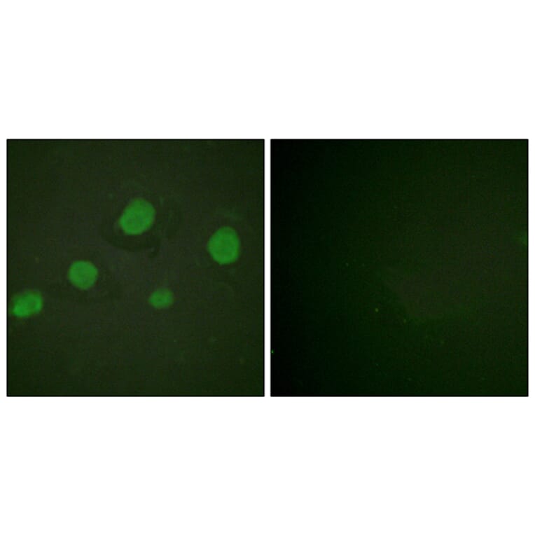 Immunofluorescence - Anti-GATA3 (phospho Ser308) Antibody (A0933) - Antibodies.com