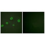 Immunofluorescence - Anti-GATA3 (phospho Ser308) Antibody (A0933) - Antibodies.com