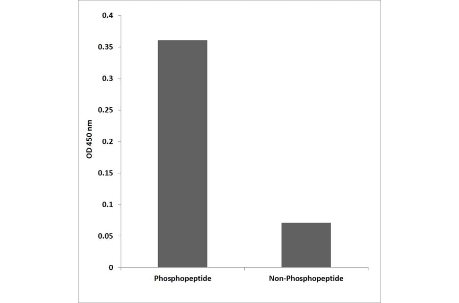 ELISA - Anti-Flt-3 (phospho Tyr591) Antibody (P12-1022) - Antibodies.com