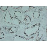 Immunohistochemistry - Anti-Topoisomerase II alpha Antibody (V0132) - Antibodies.com