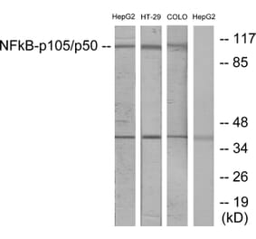 Western Blot - Anti-NF kappa B p105 / p50 Antibody (B7168) - Antibodies.com