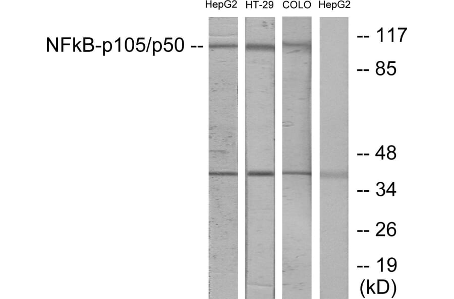 Western Blot - Anti-NF kappa B p105 / p50 Antibody (B7168) - Antibodies.com