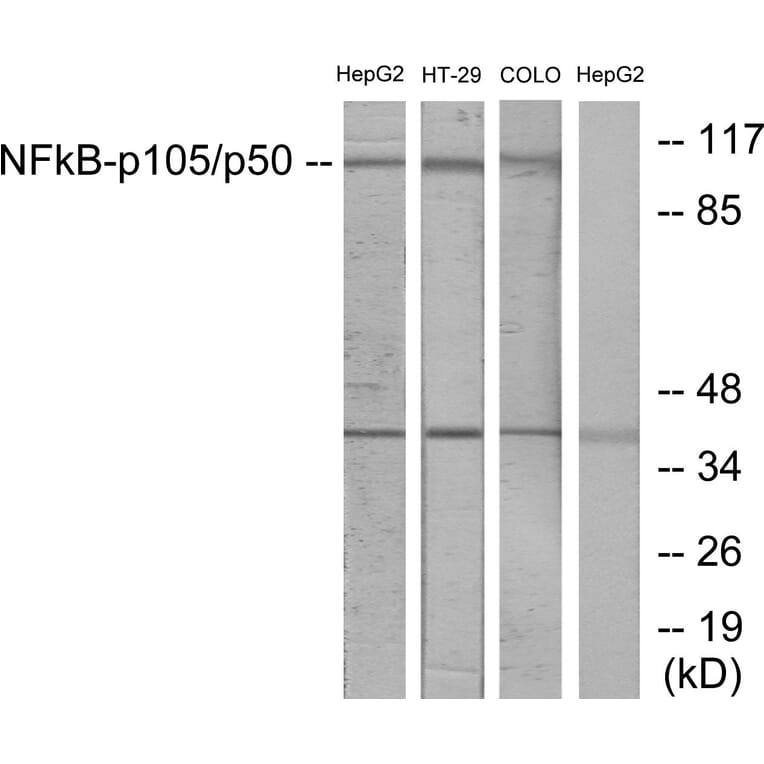 Western Blot - Anti-NF kappa B p105 / p50 Antibody (B7168) - Antibodies.com