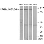 Western Blot - Anti-NF kappa B p105 / p50 Antibody (B7168) - Antibodies.com